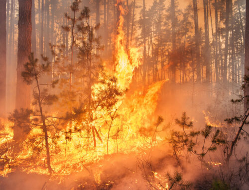 Protect Your Lake Tahoe Property from Forest Fires