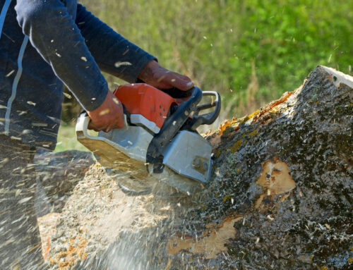 How to Choose the Right Tree Service: Factors to Consider